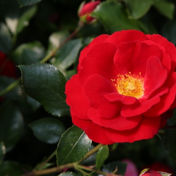 Rosa - hybride - Caracho - KORbrumila